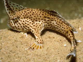 1200px CSIRO ScienceImage 10 The Endangered Spotted Handfish