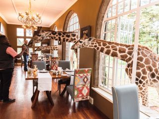 giraffe manor